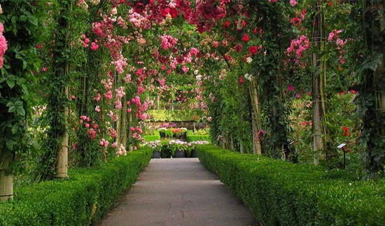 Rose Garden - Chandigarh
